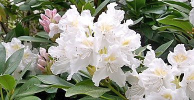 Bildergalerie Rhododendronblüte